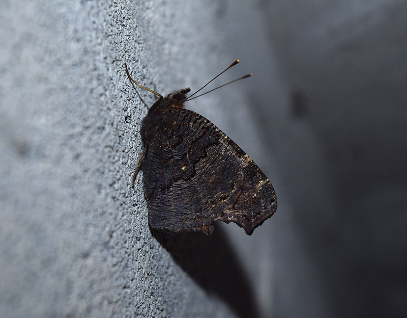Ospite in cantina - Aglais io